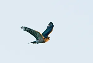 Sparrowhawk Accipiter nisus male Norfolk winter Sparrowhawk Accipiter nisus male Norfolk winter