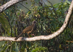 Speckled Chachalaca Ortalis guttata Tambopata Peru Speckled Chachalaca Ortalis guttata Tambopata Peru