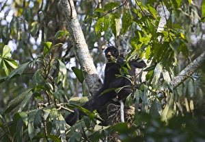 Amazon Rainforest Monkeys Prints: Spider Monkey Tambopata Peruvian Amazon