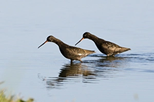 Spotted Redshanks Tringa erythropus adult summer Norfolk July Spotted Redshanks Tringa erythropus adult summer Norfolk July