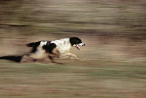 Dog Sports And Activities Prints: Springer Spaniel running