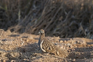 Squatter Pigeon Geophaps scripta Queensland Australia Squatter Pigeon Geophaps scripta Queensland Australia