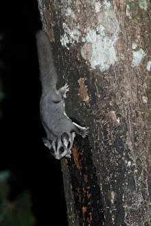 Sugar Glider Petaurus breviceps Queensland Australia Sugar Glider Petaurus breviceps Queensland Australia