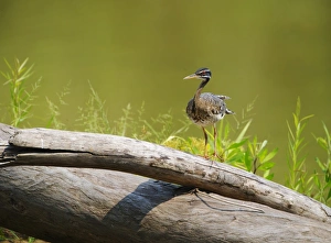 Peruvian Wildlife Photography Prints: Sunbittern Eurypga helias Amazon Peru