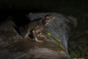 Prints of Toad sp Tambopata Peru Tropical Toad Prints: Toad Print from Tambopata Peru