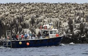 Images Dated 1st July 2005: tourists viewing Guillemot colony Uria aalge Staple Island Farne Islands Northumberland