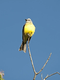 Tropical Kingbird Tyrannus melancholicus Savegre Costa Rica Tropical Kingbird Tyrannus melancholicus Savegre Costa Rica