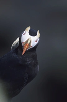 Tufted Puffin St Paul Island Pribilof Islands Alaska August Tufted Puffin St Paul Island Pribilof Islands Alaska August