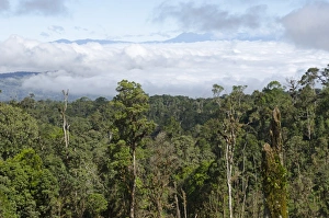 View of rainforest from Highlands Highway close to Tari Gap Tari Papua New Guinea View of rainforest from Highlands Highway close to Tari Gap Tari Papua New Guinea