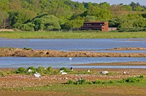 David Tipling Photographer UK Prints: View across Scrape from East Hide (North Hide in background) Minsmere May