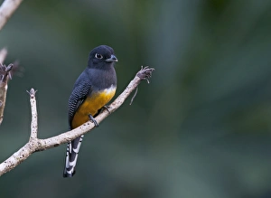 Violaceous Trogon Trogon violaceus La Selva Costa Rica Violaceous Trogon Trogon violaceus La Selva Costa Rica