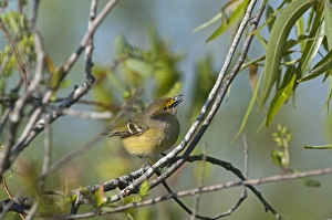 White-eyed Vireo Vireo griseus Florida Everglades White-eyed Vireo Vireo griseus Florida Everglades
