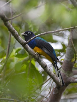 White-tailed Trogon Trogon viridis Amazon River Basin Peru White-tailed Trogon Trogon viridis Amazon River Basin Peru