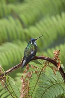 White-throated Mountain-Gem Lampornis castaneoventris Savegre Costa Rica White-throated Mountain-Gem Lampornis castaneoventris Savegre Costa Rica