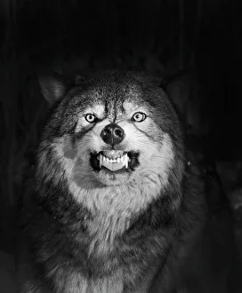 Wolf Canis lupus snarling Minnesota N America winter Wolf Canis lupus snarling Minnesota N America winter