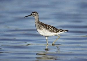 Wood Sandpiper Tringa glareola juvenile August Kent Wood Sandpiper Tringa glareola juvenile August Kent