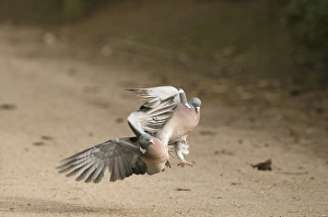 Woodpigeons Columba palumbus fighting Glos winter Woodpigeons Columba palumbus fighting Glos winter