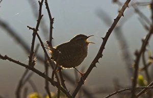 Wren Troglodytes troglodytes in song at dawn Norfolk April Wren Troglodytes troglodytes in song at dawn Norfolk April