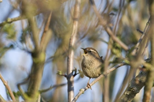 Wren Troglodytes troglodytes in song Norfolk April Wren Troglodytes troglodytes in song Norfolk April