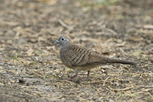 Zebra Dove Geopelia striata Candaba Luzon Philippines Zebra Dove Geopelia striata Candaba Luzon Philippines