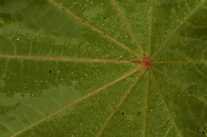 Related Prints: Castor Bean Leaf Print