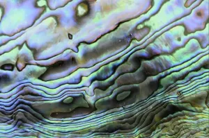 Prints of Paua (Haliotis iris) interior layer of shell, close-up of iridescent nacre or mother of pearl Paua Prints: Paua Shell Interior Layer Print