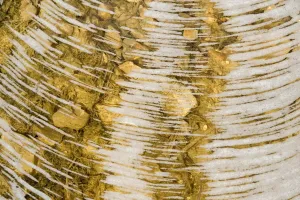 England Landscape Photography Prints: Water bubbles in ditch, England