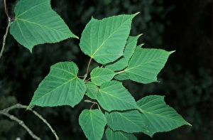 Japanese Maple Leaf Prints: Acer capillipes Leaf/upper