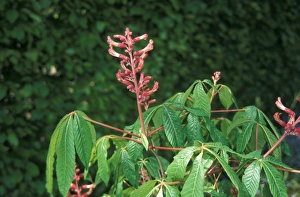Botanical Garden Photography Prints: Aesculus pavia Leaf / flower