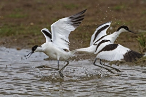 Bird Aggression Prints: Two avocets fighting