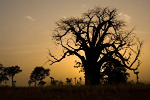 Baobab Tree Silhouette Prints: Baobab tree silhouetted at sunset, near Banfora, Comoe Province, Burkina Faso