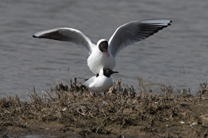 Bird Mating Rituals Prints: Black headed Gulls Mating