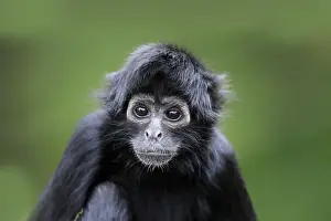 Framed Print : Black-headed Spider Monkey Young Print