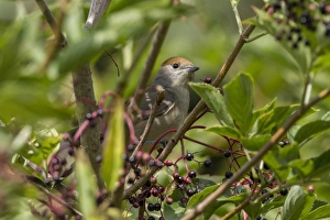 Summer Bird Sightings Prints: Blackcap in Elderberry tree