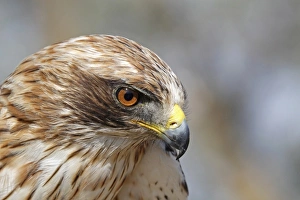 European Eagle Species Prints: Booted Eagle (Hieraaetus pennatus) pale morph
