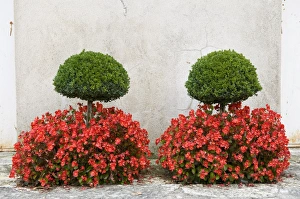 Autumn Flowering Plants Prints: Box (Buxus sempervirens) clipped trees