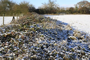 Bramble Print: Snow-Covered Hedgerow Scene