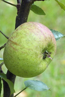 Autumn Fruit Prints: Bramley Apple