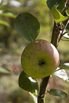 Malus Domestica Prints: A Bramley apple ready for picking