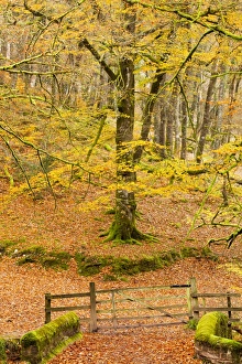 Autumn Woodland Scenes Prints: Bridge across river with gate leading to footpath