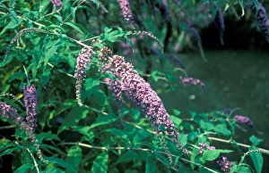 Butterfly Bush Flowers Prints: Buddleia (Buddleia davidii)