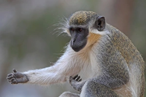 Callithrix Monkey Print, Adult Scratching Arm