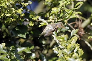 British Birds Species Prints: Chiffchaff preening
