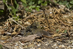 Nature Photography Ideas Prints: Chiffchaff sun bathing