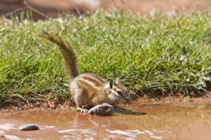 Least Chipmunk drinking Print