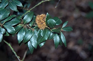 Forest Plant Life Prints: Chrysolepis chrysophylla Leaf/upper