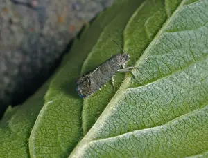Codlin Moth Print - Green Leaf Underside