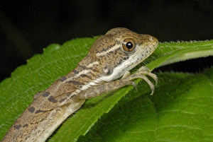Tropical Rainforest Scenes Prints: Common Basilisk (Basiliscus basiliscus) young