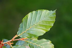 Beech Tree Leaves Prints: Common Beech (Fagus sylvatica) close-up of leaf underside
