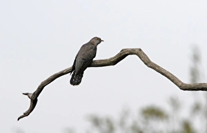 RSPB Minsmere Images Prints: Common Cuckoo - Minsmere, Suffolk, May